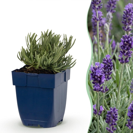 "Stauden - Lavandula ang. Munstead - Lavendel - Duftend - Lila - 12 Pflanzen - Topf 11cm - Höhe 15-25cm image"