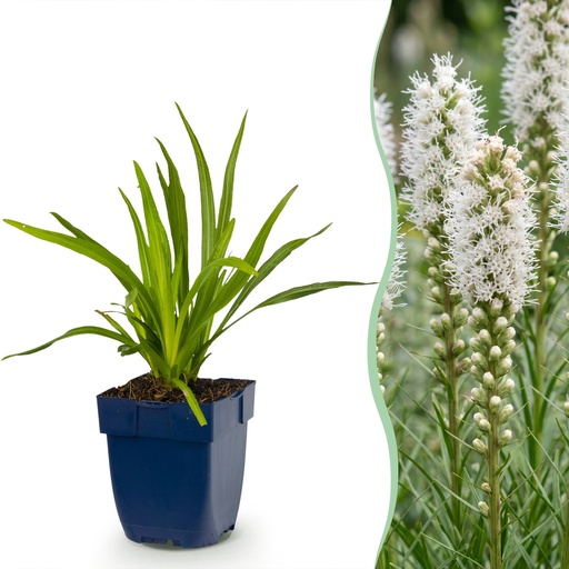"Stauden - Liatris spicata Alba - Lampenputzer - Bienen- und Schmetterlingsanzieher - Weiß - 12 Pflanzen - Topf 11cm - Höhe 15-25cm image"