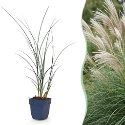 Chinaschilf 'Gracillimus' 12er-Set (Miscanthus sinensis) – winterhartes Ziergras