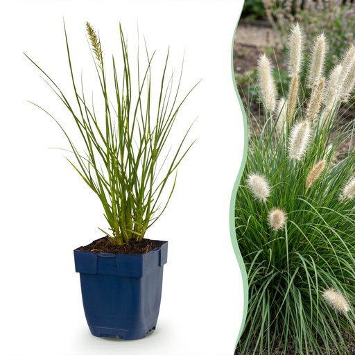 "Gräser - Pennisetum alop. Little Bunny - Fuchsschwanzgras - Mit Blüte - Grün - 12 Pflanzen - Topf 11cm - Höhe 15-25cm image"