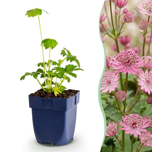 "Staudenpflanze - Astrantia major - Sterneblume - Schatten - Weiß-Rosa - 24 Pflanzen - Topf 11cm - Höhe 15-25cm image"