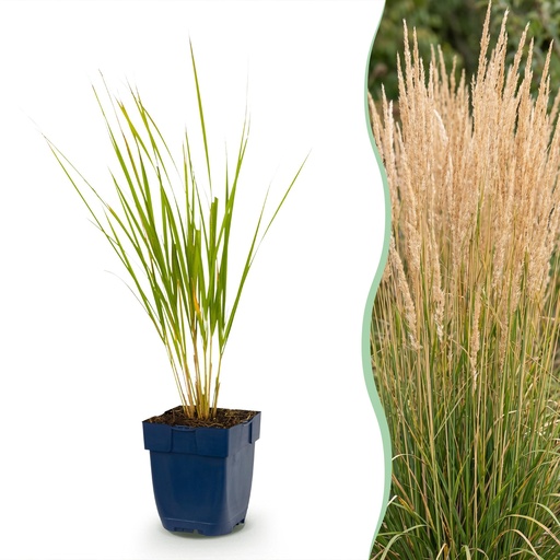 "Gräser - Calamagrostis Karl Foerster - Schilfrohr - Mit Blüte - Grün - 24 Pflanzen - Topf 11cm - Höhe 15-25cm image"
