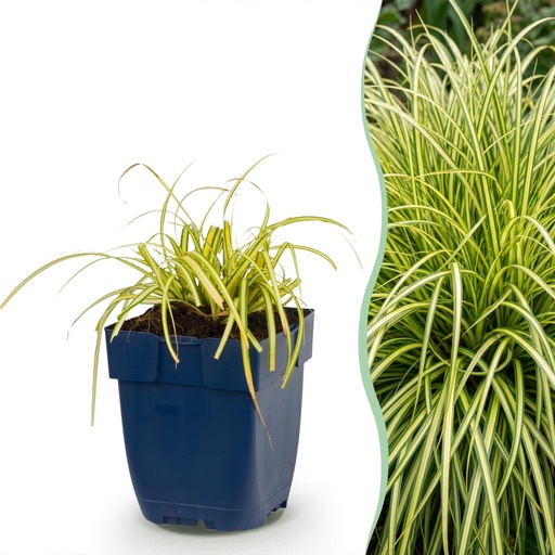 "Gräser - Carex oshimensis Evergold - Japanische Segge - Immergrün - Gelb-Grün - 24 Pflanzen - Topf 11cm - Höhe 15-25cm image"