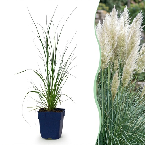 "Gräser - Cortaderia sell. Pumila - Zwerg-Pampasgras - Mit Feder - Grau - 24 Pflanzen - Topf 11cm - Höhe 15-25cm image"