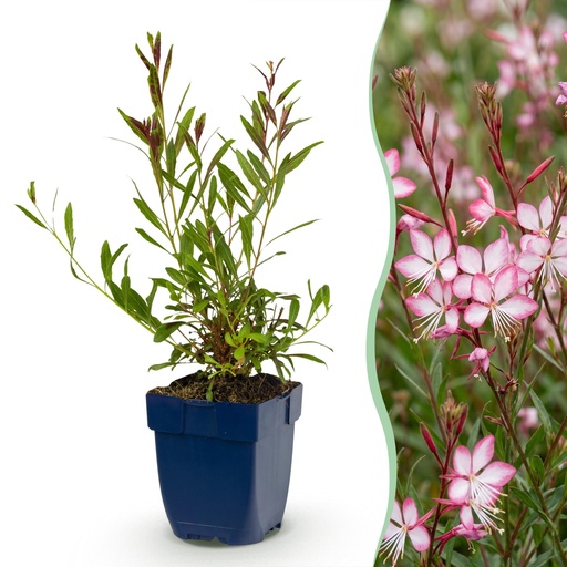 "Stauden - Gaura lindh. Rosyjane - Prachtkerze - Bienen- und Schmetterlingsanzieher - Rosa - 24 Pflanzen - Topf 11cm - Höhe 15-25cm image"