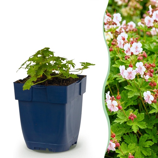 "Stauden - Geranium macr. Spessart - Storchschnabel - Bodendeckend - Weiß-Rosa - 24 Pflanzen - Topf 11cm - Höhe 15-25cm image"