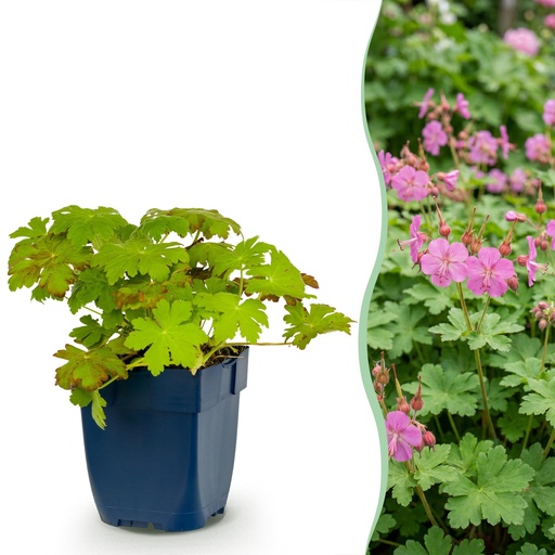 "Staude - Geranium macrorrhizum - Storchschnabel - Bodendecker - Rosa - 24 Pflanzen - Topf 11cm - Höhe 15-25cm image"