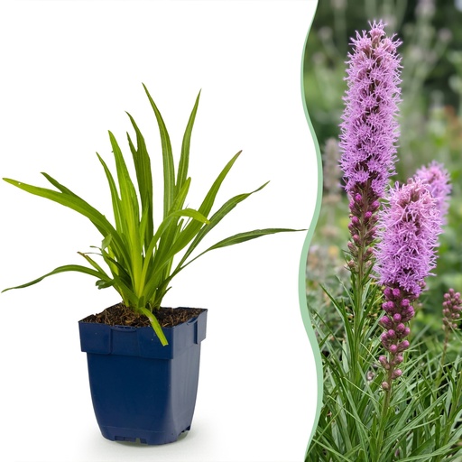 "Stauden - Liatris spicata - Lampenputzer - Bienen- und Schmetterlingsanzieher - Lila - 24 Pflanzen - Topf 11cm - Höhe 15-25cm image"
