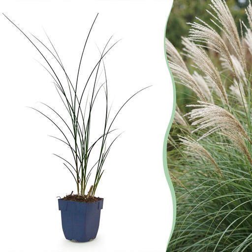 "Gräser - Miscanthus sin. Gracillimus - Pampasgras - Mit Blüte - Grün - 24 Pflanzen - Topf 11cm - Höhe 15-25cm image"