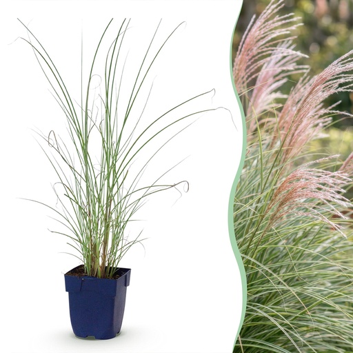 "Gräser - Miscanthus sin. Morning Light - Pampasgras - Mit Feder - Silber - 24 Pflanzen - Topf 11cm - Höhe 15-25cm image"