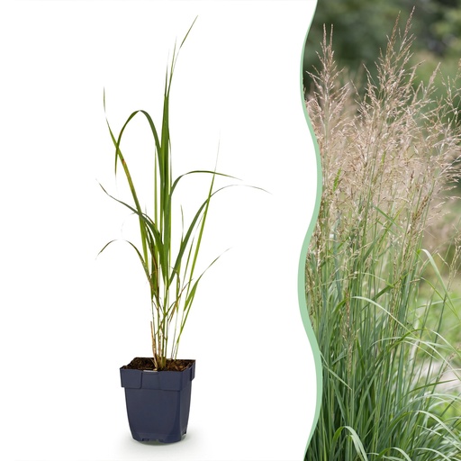 "Gräser - Molinia arund. Karl Foerster - Rohrglanzgras - Mit Blüte - Grün - 24 Pflanzen - Topf 11cm - Höhe 15-25cm image"