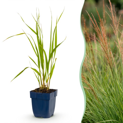 "Gräser - Molinia caer. Heidebraut - Rohrbinse - Mit Blüte - Grün - 24 Pflanzen - Topf 11cm - Höhe 15-25cm image"