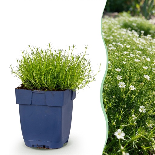 "Stauden - Sagina subulata - Mauerblümchen - Weiß - 24 Pflanzen - Topf 11cm - Höhe 15-25cm image"