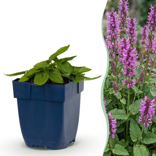 "Stauden - Stachys mon. Hummelo - Hasenohr - Bienen- und Schmetterlingsanzieher - Lila - 24 Pflanzen - Topf 11cm - Höhe 15-25cm image"