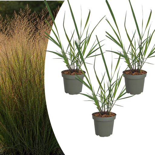 "3x Panicum virgatum „Rotstrahlbusch“ – Ziergras mit warmen Herbstfarben | Topfgröße 12 cm image"