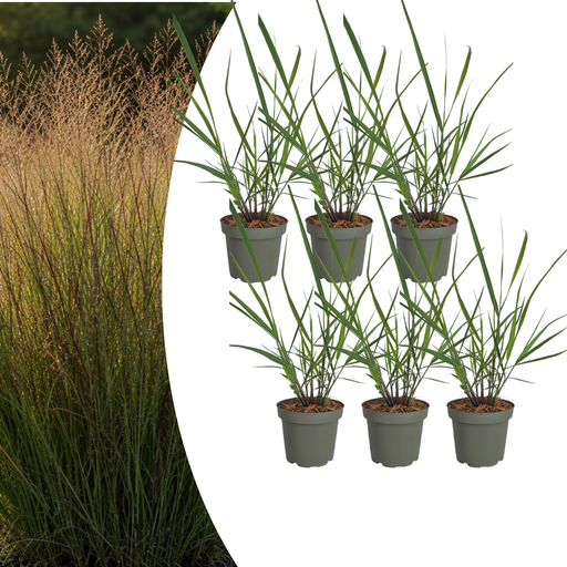 "6x Panicum virgatum „Rotstrahlbusch“ – Ziergras mit warmen Herbstfarben | Topfgröße 12 cm image"