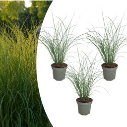 Chinaschilf 'Gracillimus' 3er-Set (Miscanthus sinensis) – winterhartes Ziergras