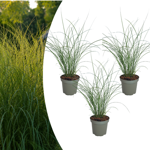 "3x Miscanthus sinensis ‚Gracillimus‘ – Elegantes Prachtgras mit anmutig herabhängenden Blättern | Topfgröße 12 cm image"