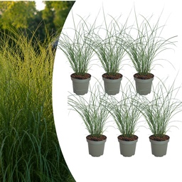 Chinaschilf 'Gracillimus' 6er-Set (Miscanthus sinensis) – winterhartes Ziergras