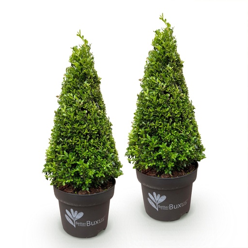 "Buchsbaum Pyramide - BetterBuxus Skylight - Widerstandsfähig gegen die Buxuskrankheit - 2 Pflanze - Topf 23cm Höhe 60-70cm image"