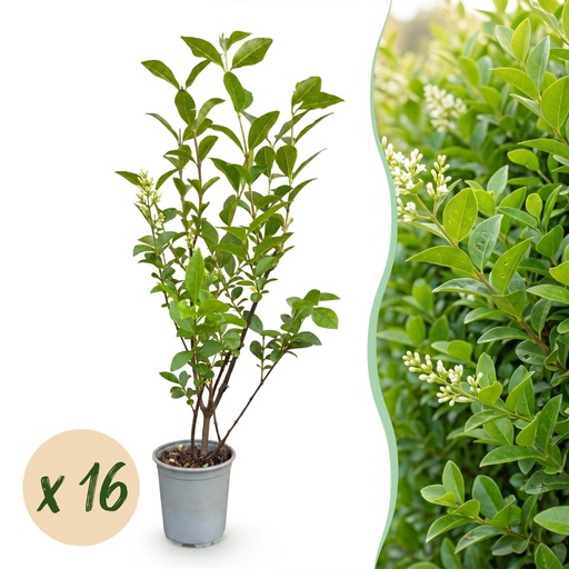"16x Ligustrum ovalifolium - Gewöhnlicher Liguster - Heckenpflanzen - Immergrün - Grün - Topf 9cm - Höhe 35-45cm image"