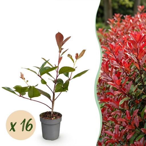 "16x Photinia fraseri Red Robin - Glanzmispel - Heckenpflanzen - Immergrün - Rot - Topf 9cm - Höhe 25-35cm image"