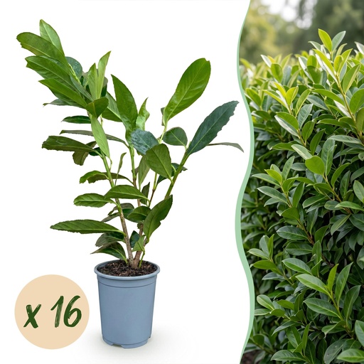"16x Prunus laur. Caucasica - Lorbeer-Kirsche - Heckenpflanzen - Immergrün - Grün - Topf 9cm - Höhe 25-35cm image"