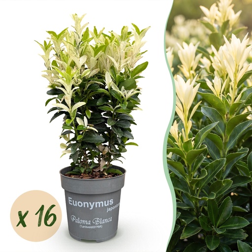 "16x Euonymus japonica Paloma Blanca - Spindelstrauch - Heckenpflanzen - Immergrün - Grün - Weiß - Topf 9cm - Höhe 20-30cm image"
