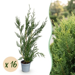 16x Cupressocyparis leylandii 2011 - Leylandii - Heckenpflanzen - Immergrün - Gr