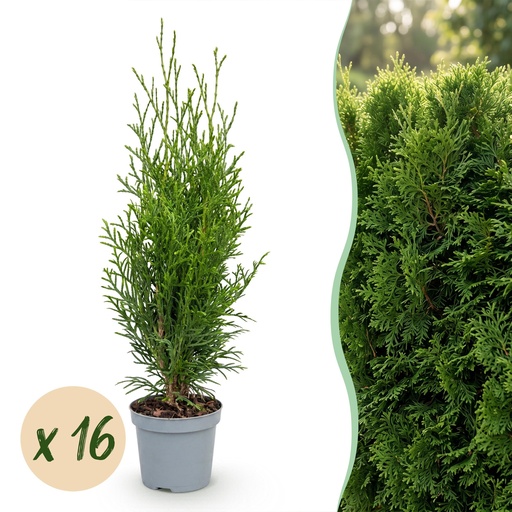 "16x Thuja occidentalis Smaragd - Lebensbaum - Heckenpflanzen - Immergrün - Grün - Topf 9cm - Höhe 20-30cm image"