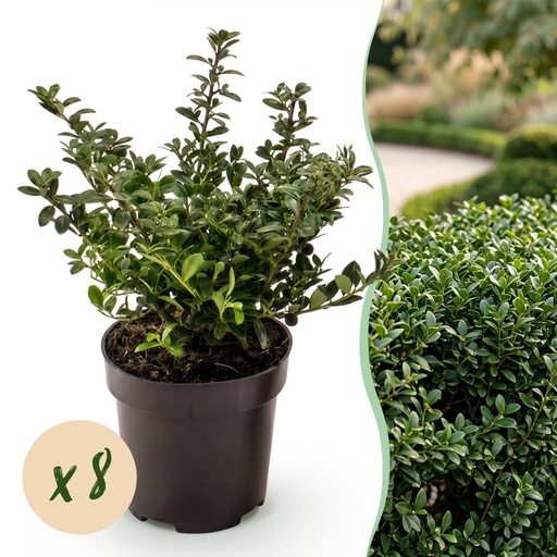 "8x Ilex crenata Stokes - Japanische Stechpalme - Heckenpflanzen - Immergrün - Grün - Topf 9cm - Höhe 20-30cm image"