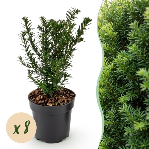 "8x Taxus baccata - Eibe - Heckenpflanzen - Immergrün - Grün - Topf 9cm - Höhe 20-30cm image"