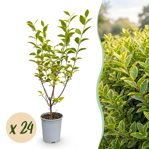 "24x Ligustrum ovalifolium Aureum - Buntblättriger Liguster - Heckenpflanzen - Immergrün - Bunt - Topf 9cm - Höhe 35-45cm image"