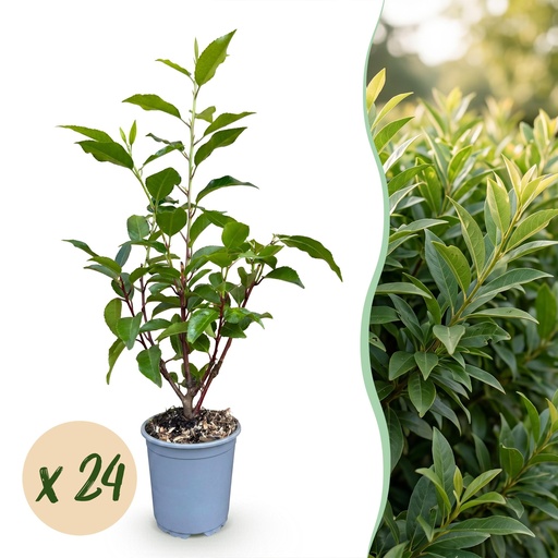 "24x Prunus lusitanica Angustifolia - Portugiesischer Lorbeer - Heckenpflanzen - Immergrün - Grün - Topf 9cm - Höhe 25-35cm image"
