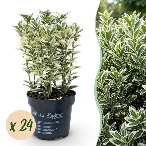 "24x Euonymus japonicus White Spire - Kardinalskappen - Heckenpflanzen - Immergrün - Weiß - Grün - Topf 9cm - Höhe 20-30cm image"