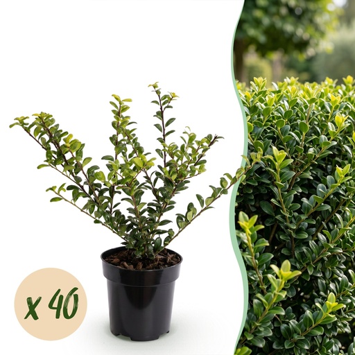 "40x Ilex crenata Covenxa - Japanische Stechpalme - Heckenpflanzen - Immergrün - Grün - Topf 9cm - Höhe 20-30cm image"