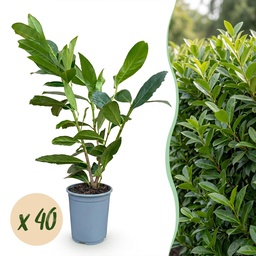 Kirschlorbeer 'Caucasica' 40er-Set (Prunus laurocerasus) – winterharter immergrü