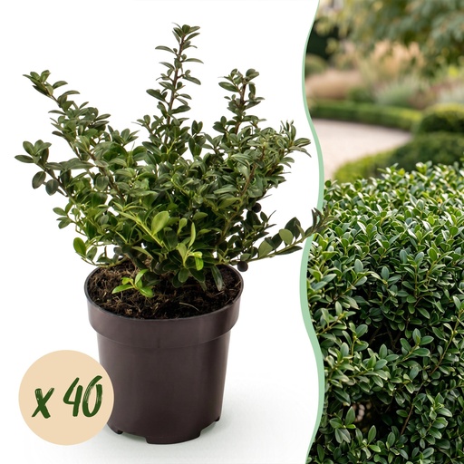 "40x Ilex crenata Stokes - Japanische Stechpalme - Heckenpflanzen - Immergrün - Grün - Topf 9cm - Höhe 20-30cm image"