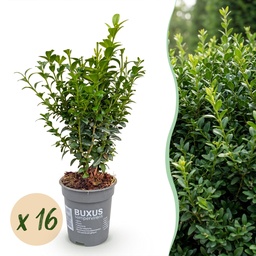 16x Buxus sempervirens - Palmenbäumchen - Heckenpflanzen - Immergrün - Grün - To