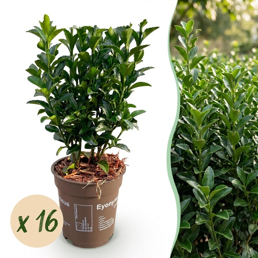 "16x Euonymus japonica Green Spire - Pfaffenhütchen - Heckenpflanzen - Immergrün - Grün - Topf 9cm - Höhe 20-25cm image"