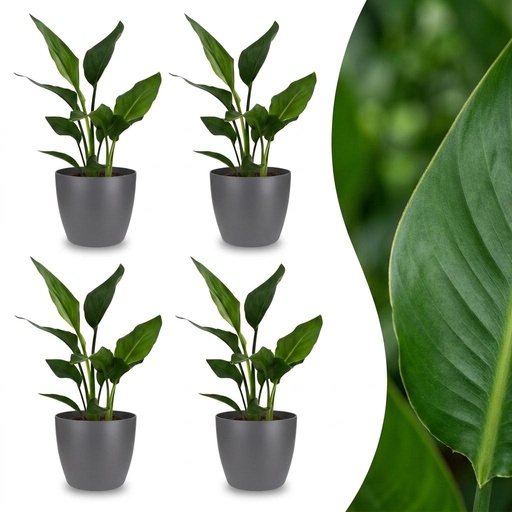 "Strelitzia Reginea - Paradiesvogelblume - 4 Pflanzen - mit Potter Grijs - Topf 12cm - Höhe 35cm image"