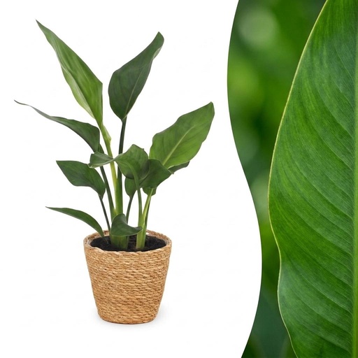 "Strelitzia Reginea - Paradiesvogelblume - 1 Pflanze - mit Seegraskorb - Topf 12cm - Höhe 35cm image"