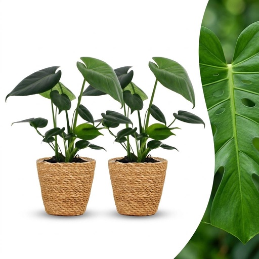 "Monstera Deliciosa - Fensterblatt - 2 Pflanzen - mit Seegraskorb - Topf 12cm - Höhe 30cm image"