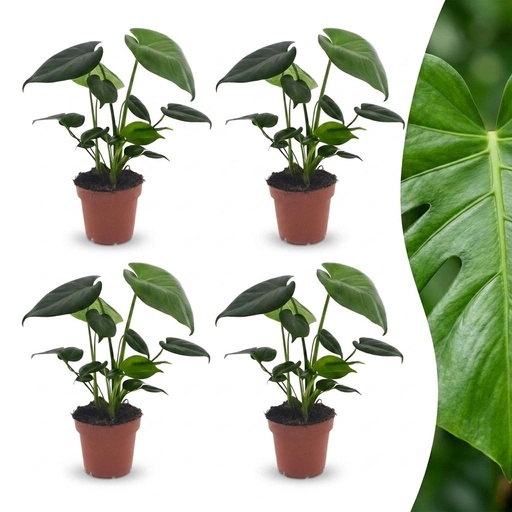 "Monstera Deliciosa - Fensterblatt - 4 Pflanzen - Topf 12cm - Höhe - 30cm image"