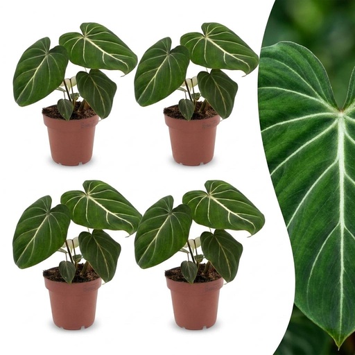 "Philodendron Gloriosum - Gloriosum Philodendron - 4 Pflanzen - Topf 12cm - Höhe - 25cm image"