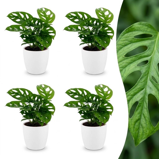 "Monstera Adansonii - Monstera Adansonii - 4 Pflanzen - mit Potter Wit - Topf 12cm - Höhe - 25cm image"