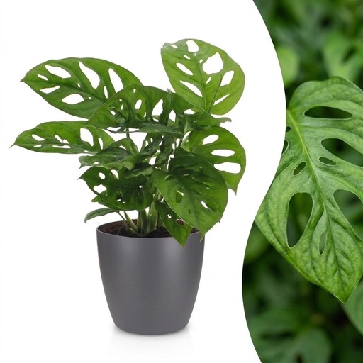 "Monstera Adansonii - Monstera Adansonii - 1 Pflanze - mit Grau Topf - Topf 12cm - Höhe - 25cm image"