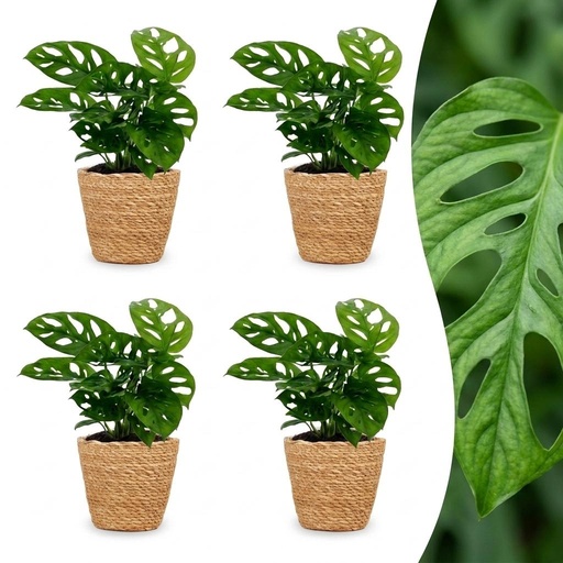 "Monstera Adansonii - Monstera Adansonii - 4 Pflanzen - mit Korb - Topf 12cm - Höhe - 25cm image"