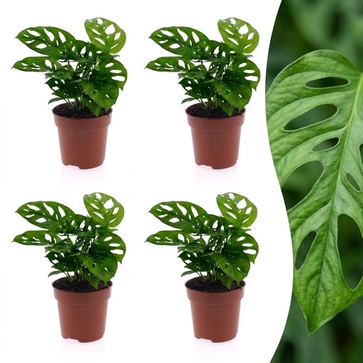 "Monstera Adansonii - Monstera Adansonii - 4 Pflanzen - Topf 12cm - Höhe - 25cm image"