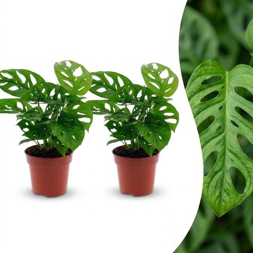 "Monstera Adansonii - Monstera Adansonii - 2 Pflanzen - Topf 12cm - Höhe - 25cm image"
